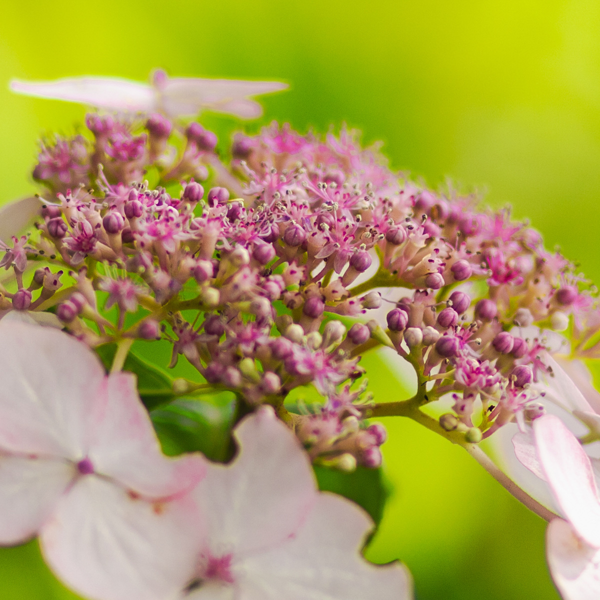 69-2311-hortensia (1 van 1).jpg